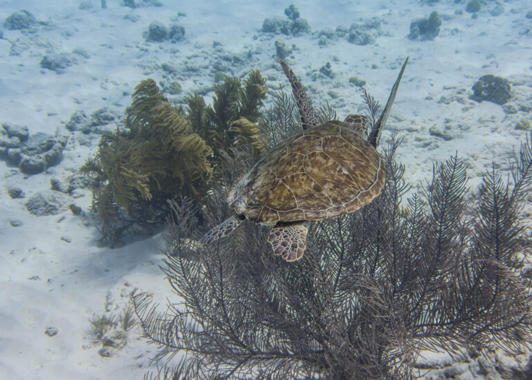 Viral Moment: Rare Golden Sea Turtle Spotting