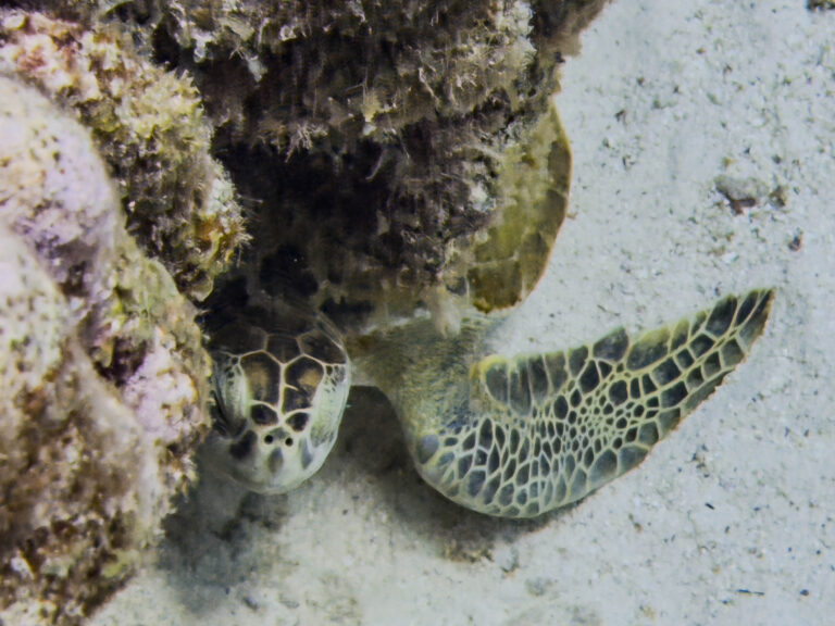 Turtle Trouble: Rising Threats Challenge Conservation Efforts