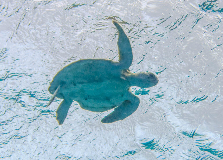 Midnight Rescue: Sunrise Sea Turtles Saves Dozens After Storm